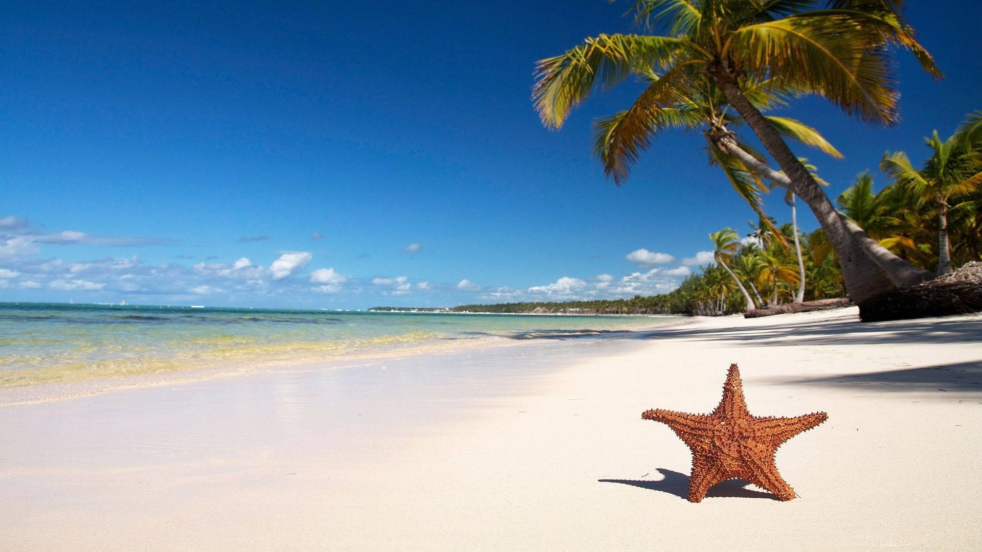Áreade Playa Tropical Y Estrella De Mar Fondo de pantalla