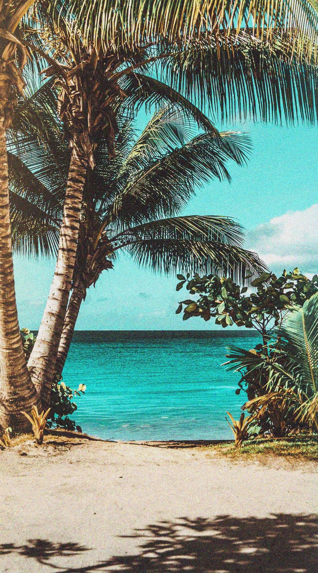 Tropical Beach Palm Shade Wallpaper