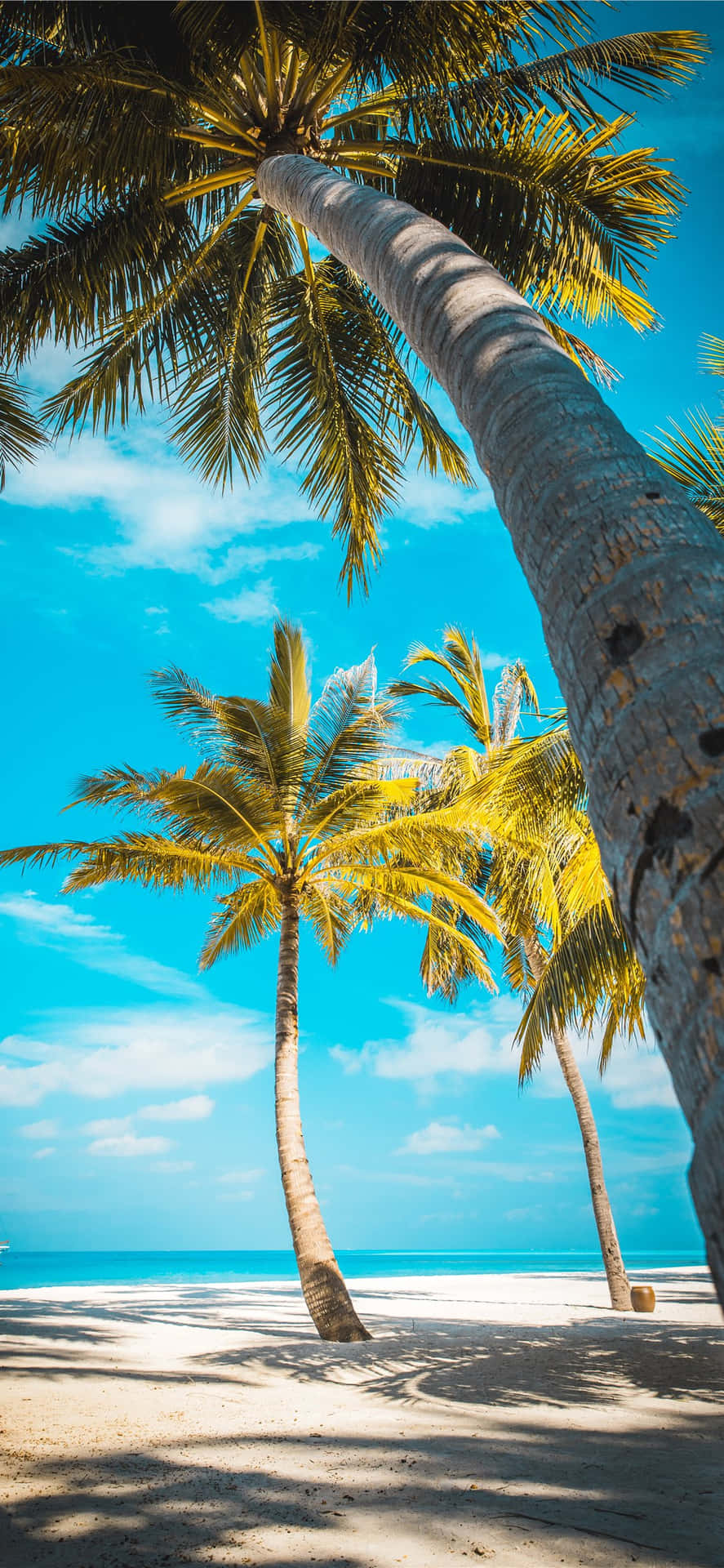 Tropical_ Beach_ Palm_ Trees Wallpaper
