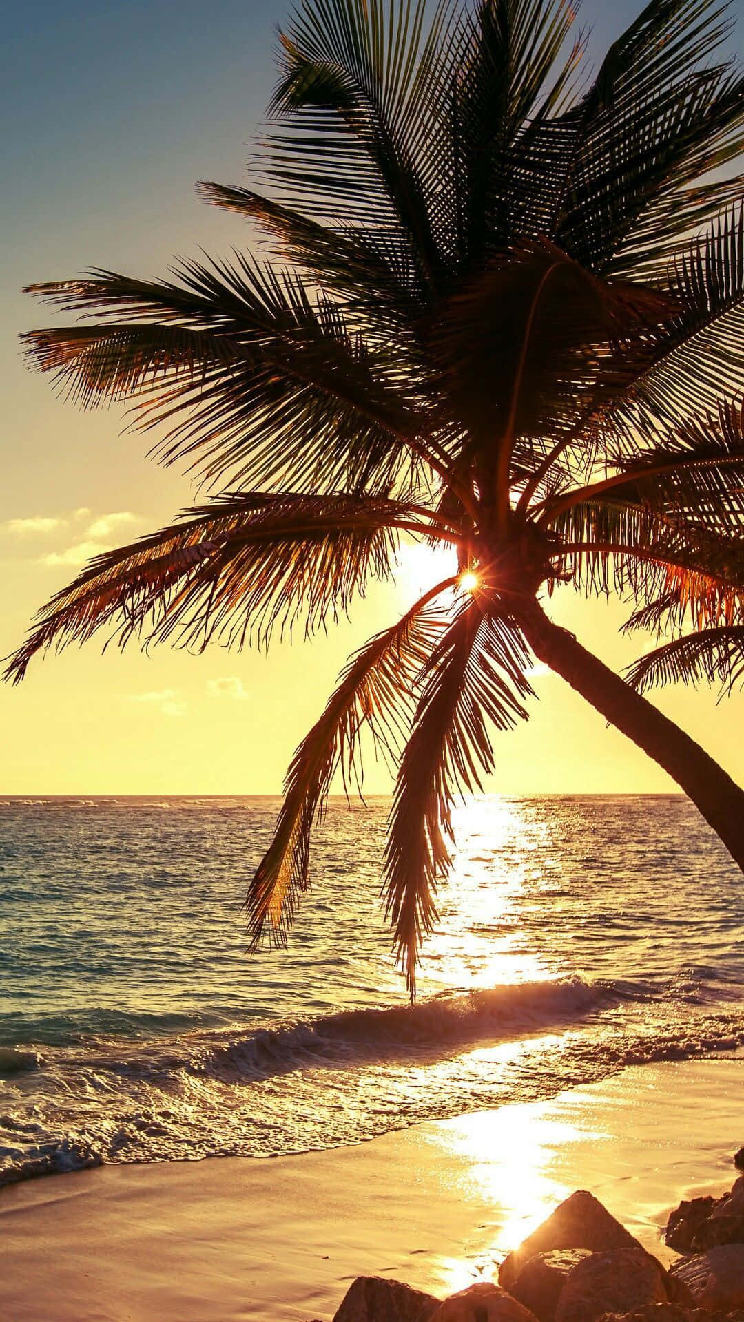 Tropical Beach Palm Trees Sunset Reflection Wallpaper