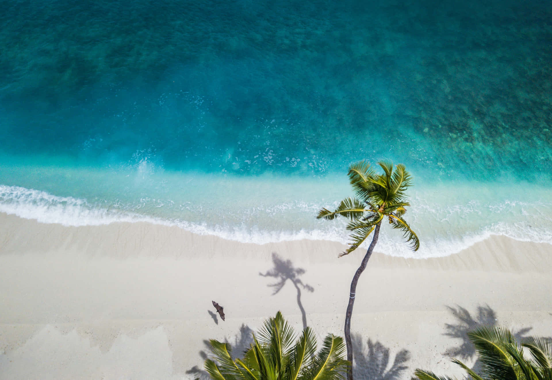 Tropical_ Beach_ Paradise_ Aerial_ View.jpg Wallpaper