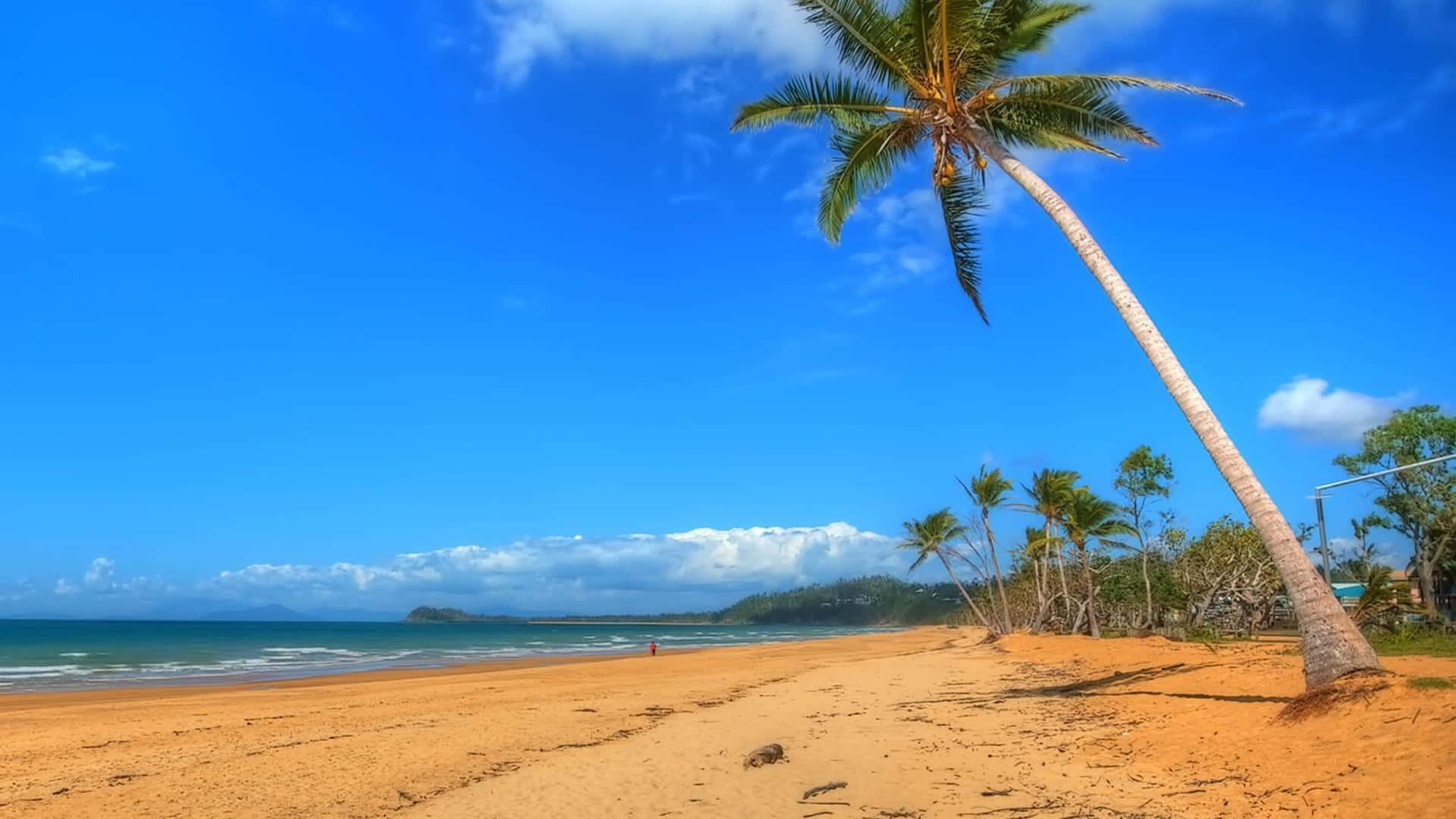 Tropical_ Beach_ Scene_with_ Palm_ Tree Wallpaper