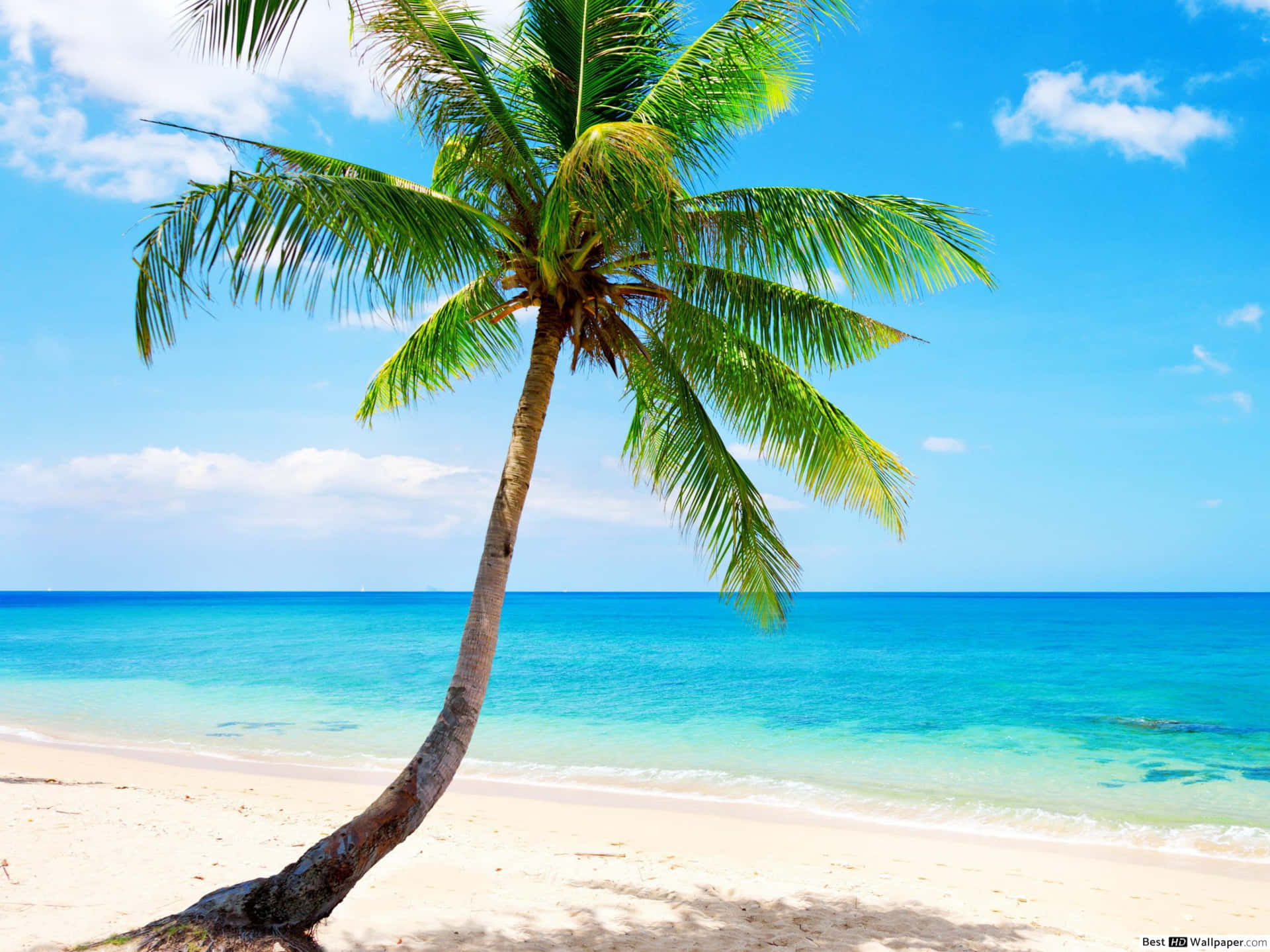 Relax on the serene beach of paradise Wallpaper