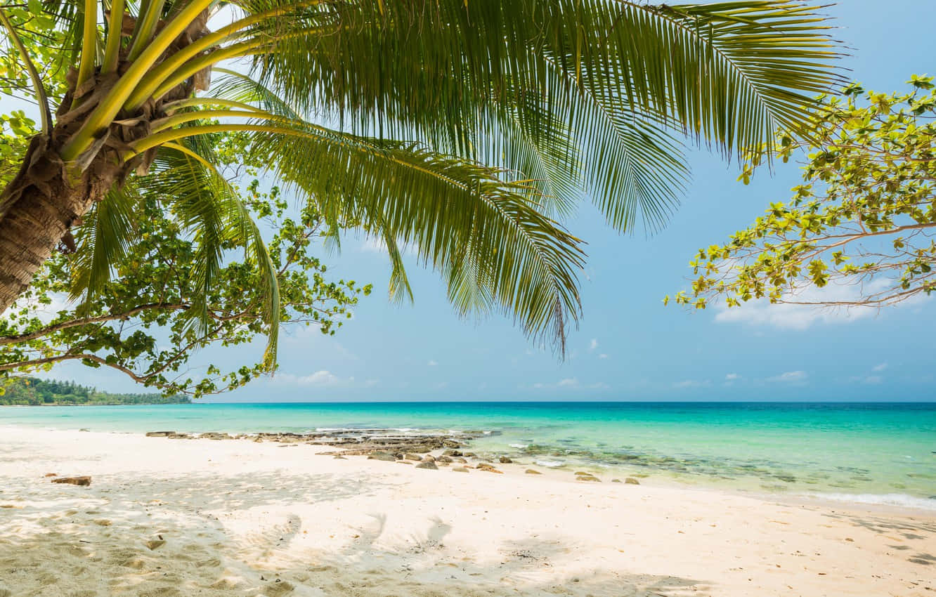 A White Sandy Beach With A Palm Tree Wallpaper
