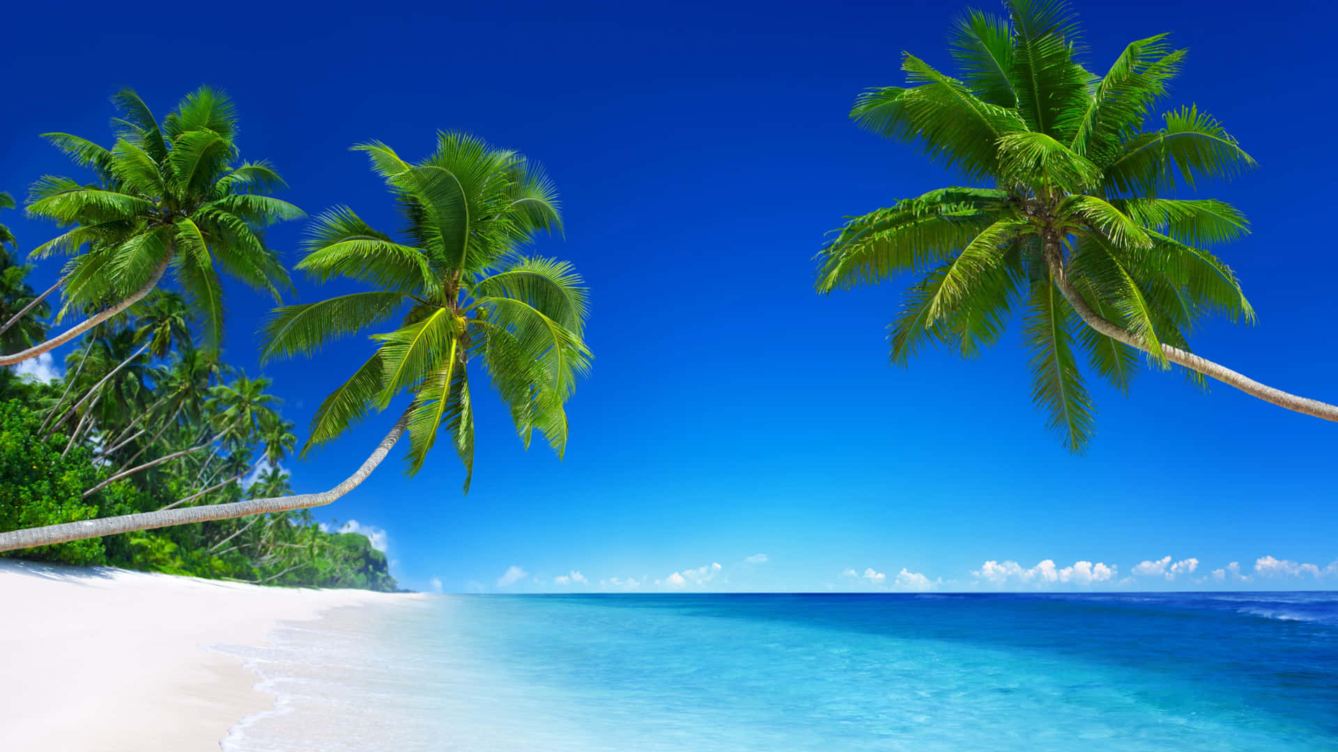 Two Palm Trees On A Beach With Blue Water Wallpaper