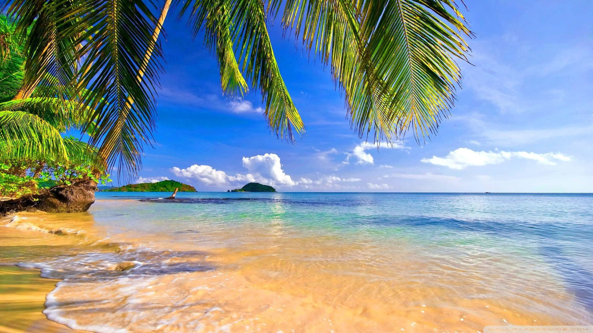 A Beach With Palm Trees And Blue Water Wallpaper