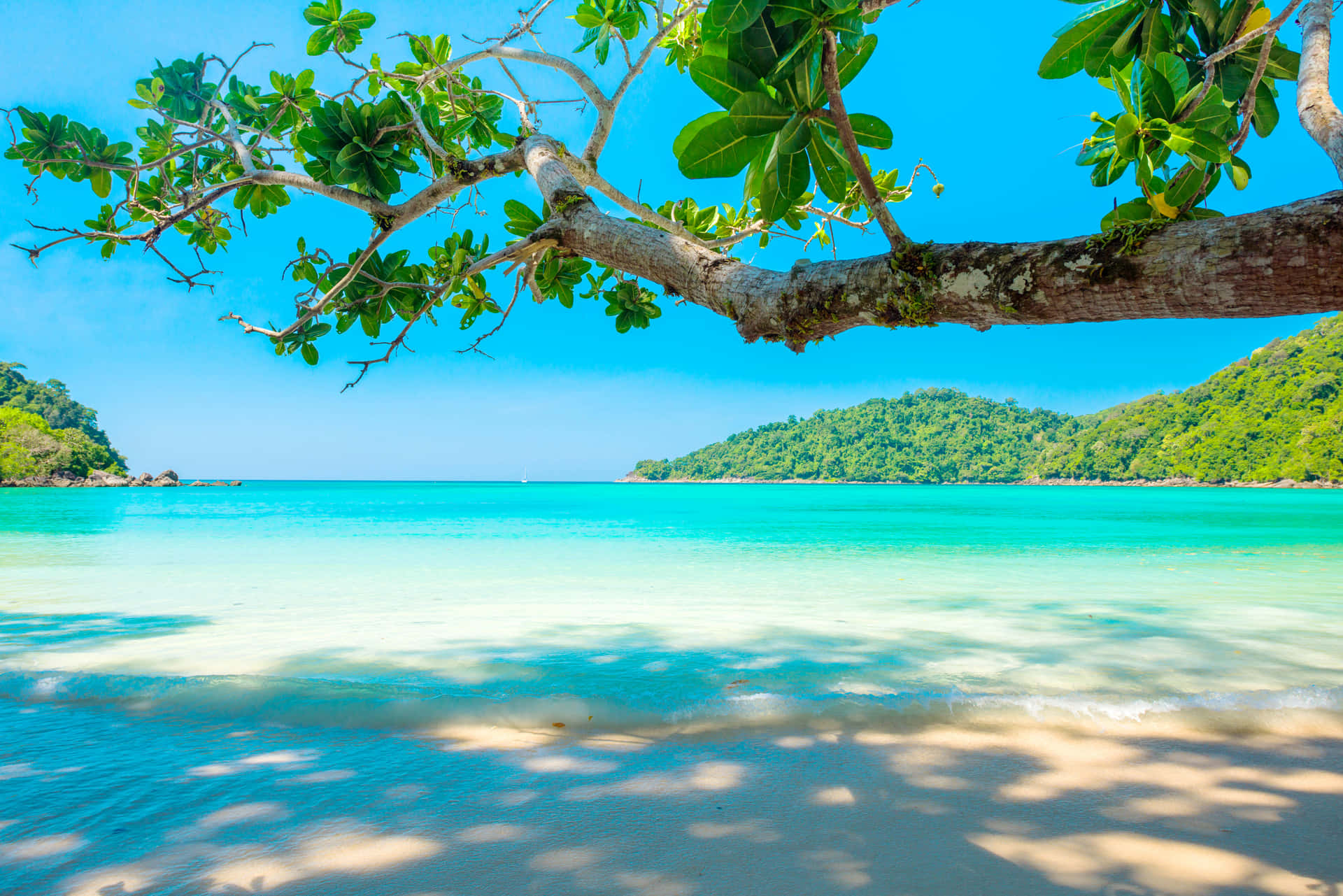 A Tree Is On The Beach Wallpaper