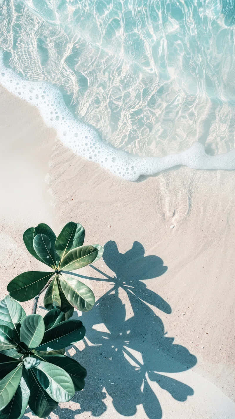 Tropical Beach Serenity Wallpaper
