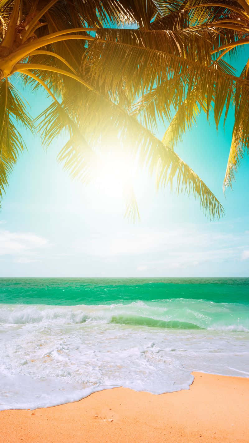 Tropical Beach Sunshine Palm Wallpaper