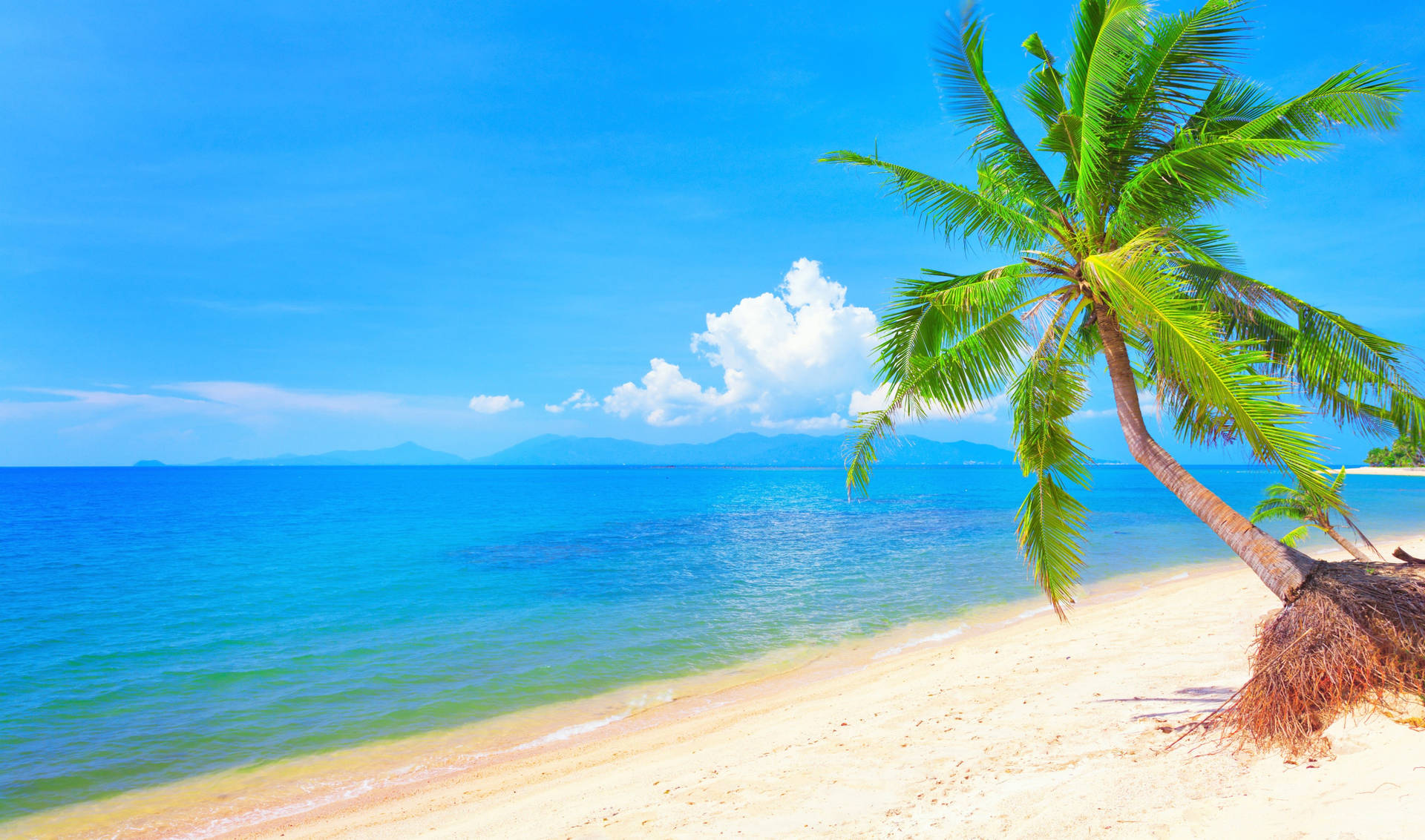 Tropical Beach Turquoise Palm Tree Wallpaper