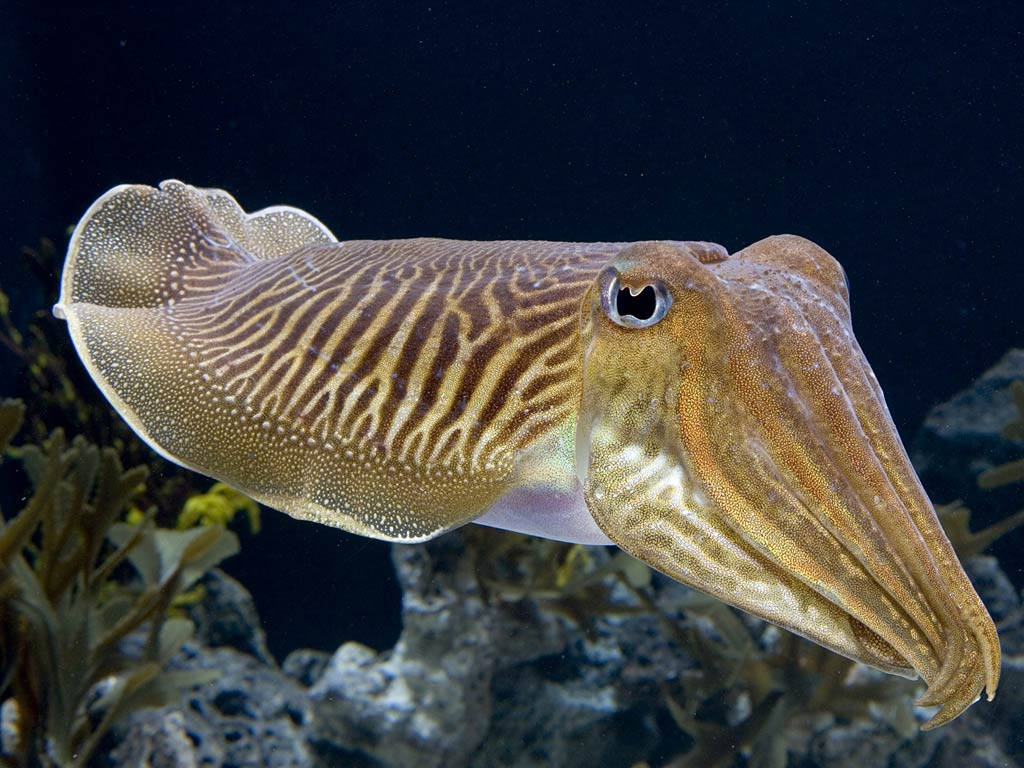 Tropical Bottle-tail Calamari Over Coral Reefs Picture