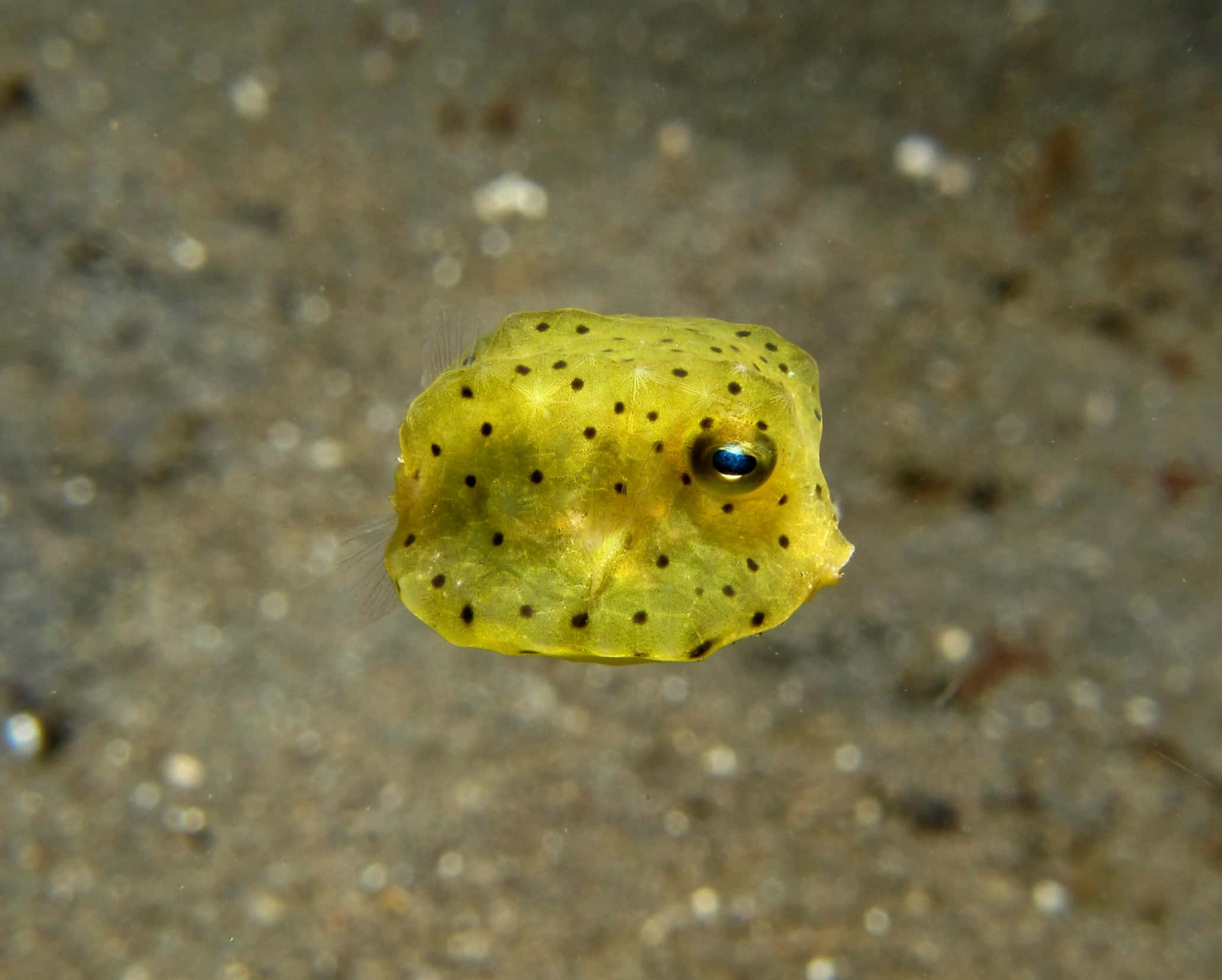 Tropical Boxfish In The Ocean Wallpaper