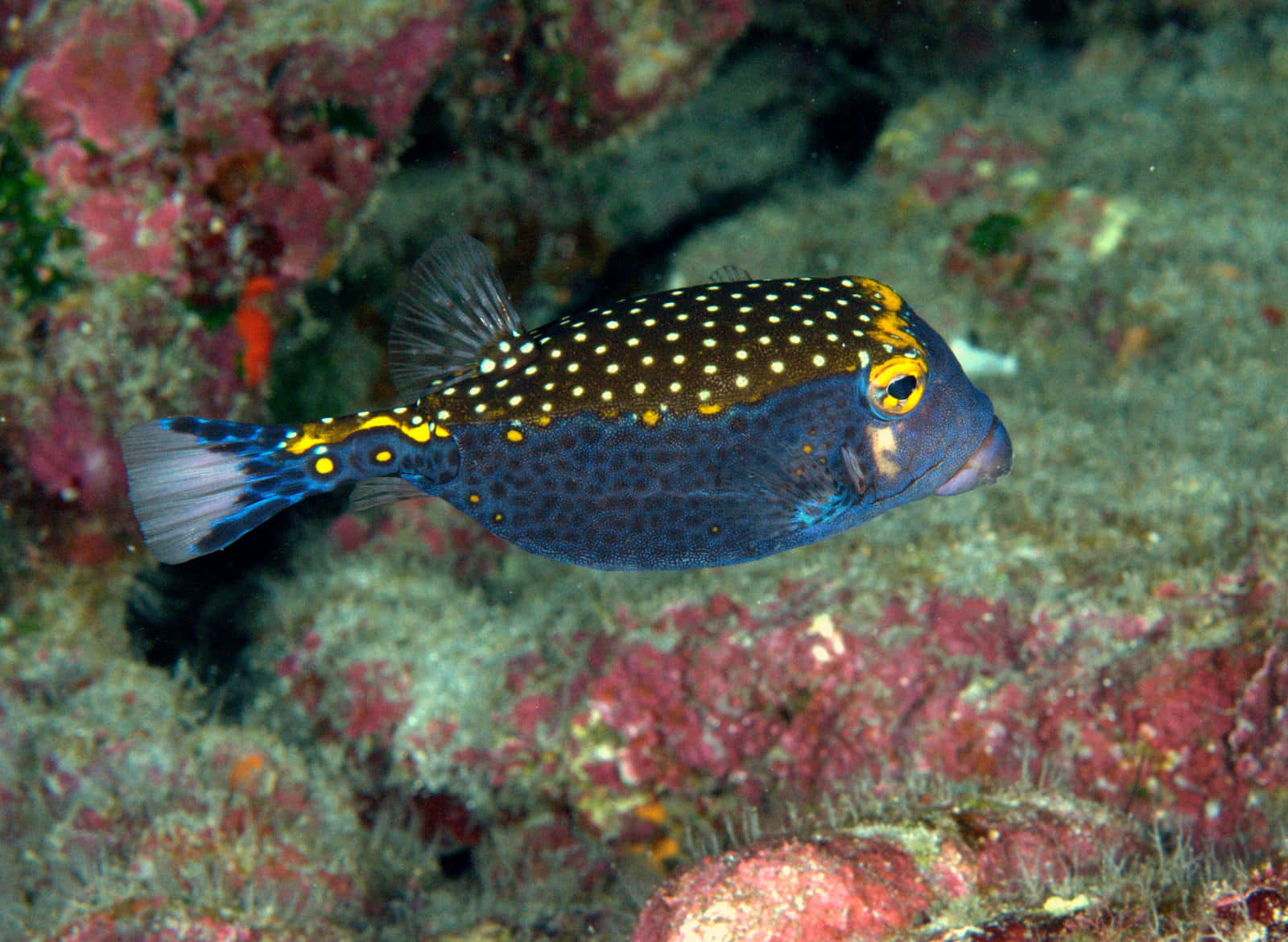 Download Tropical Boxfish Swimming In Coral Reef Wallpaper | Wallpapers.com