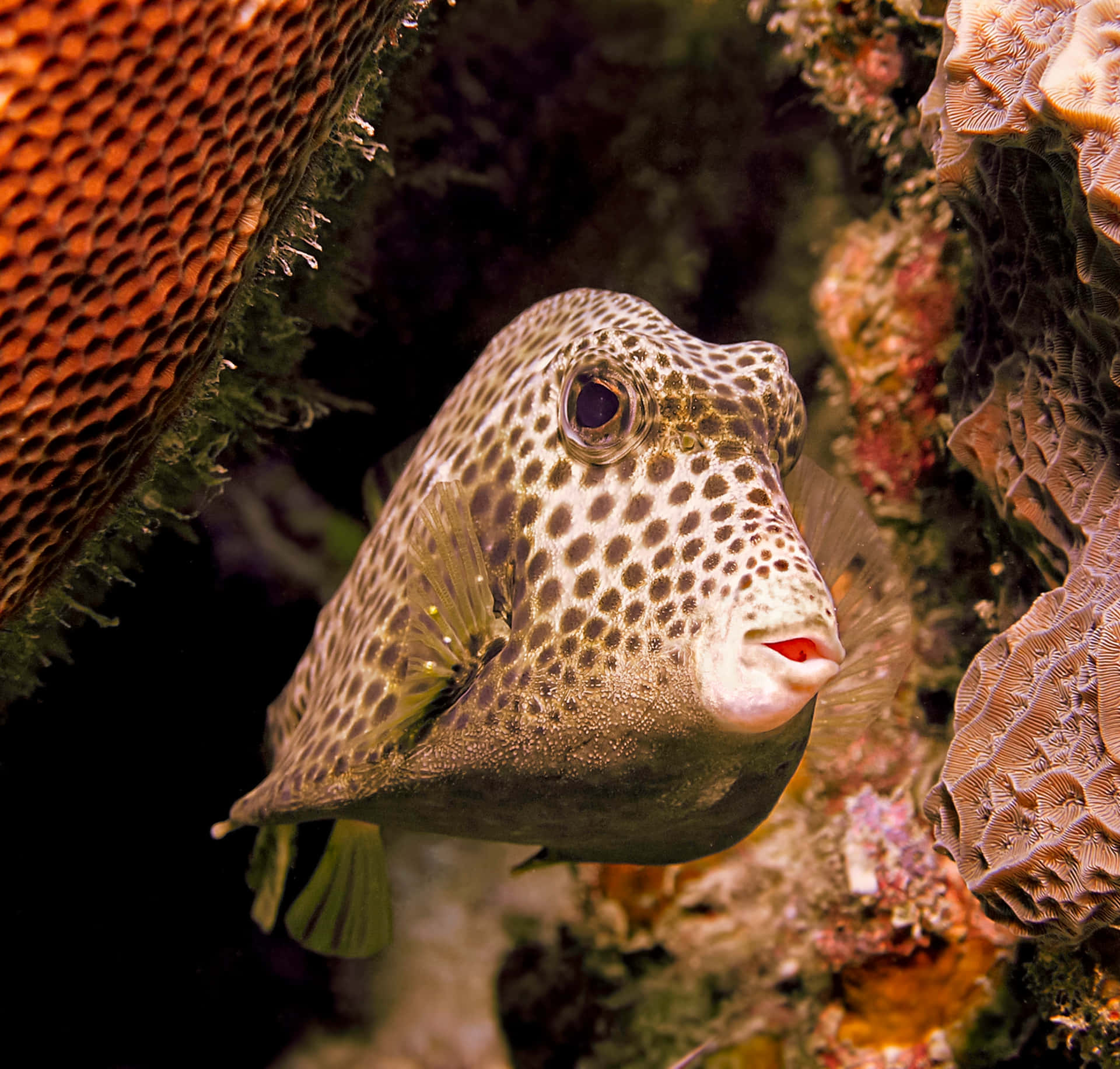 Tropical Boxfish Swimming In Coral Reef Wallpaper