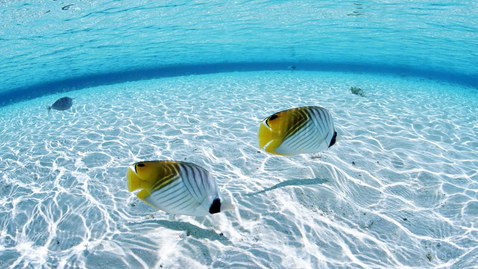 Tropical Butterflyfish Swimming Wallpaper