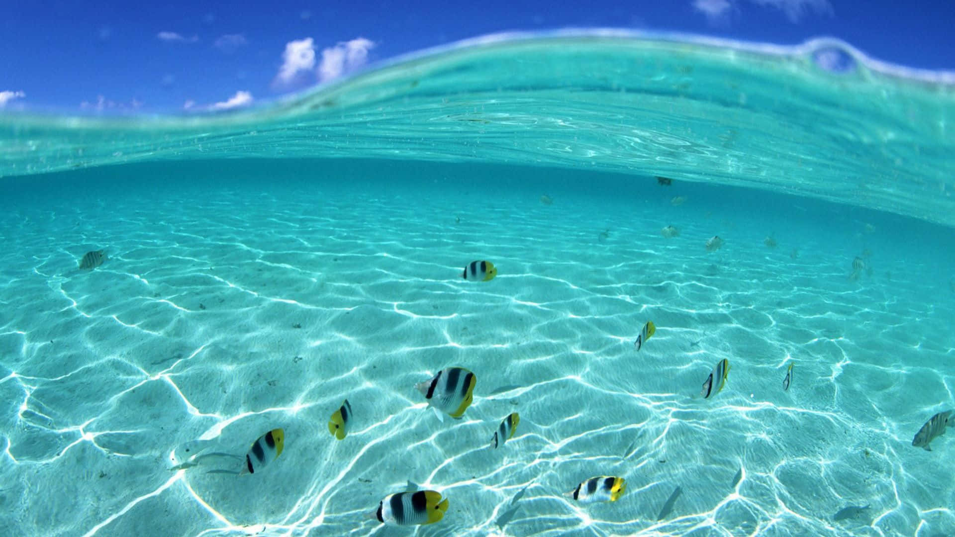 Tropical Butterflyfish Underwater Paradise Wallpaper