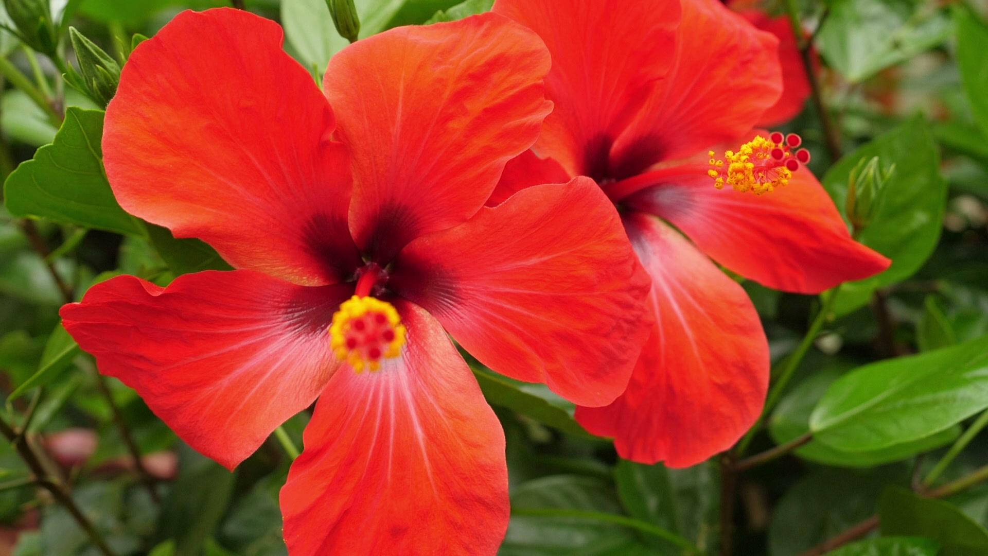 Tropical Chinese Hibiscus Wallpaper