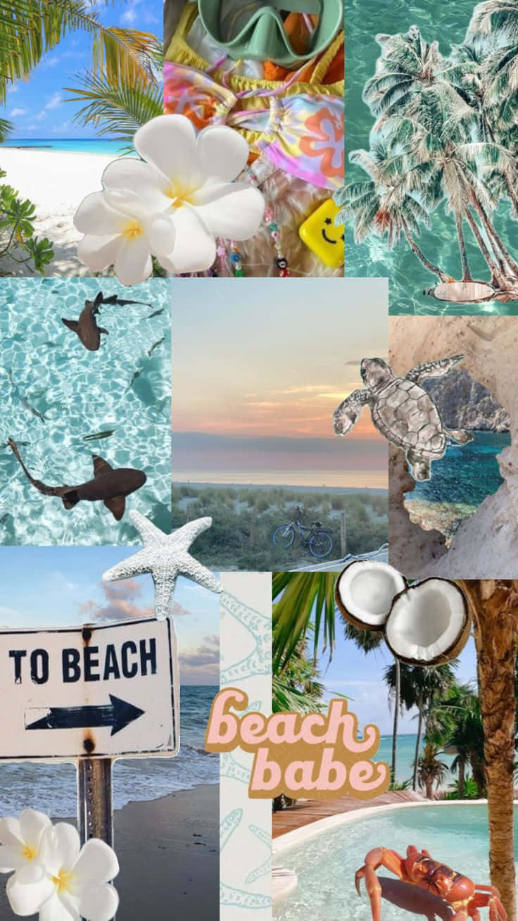 Tropical Coconut Beach Collage Wallpaper