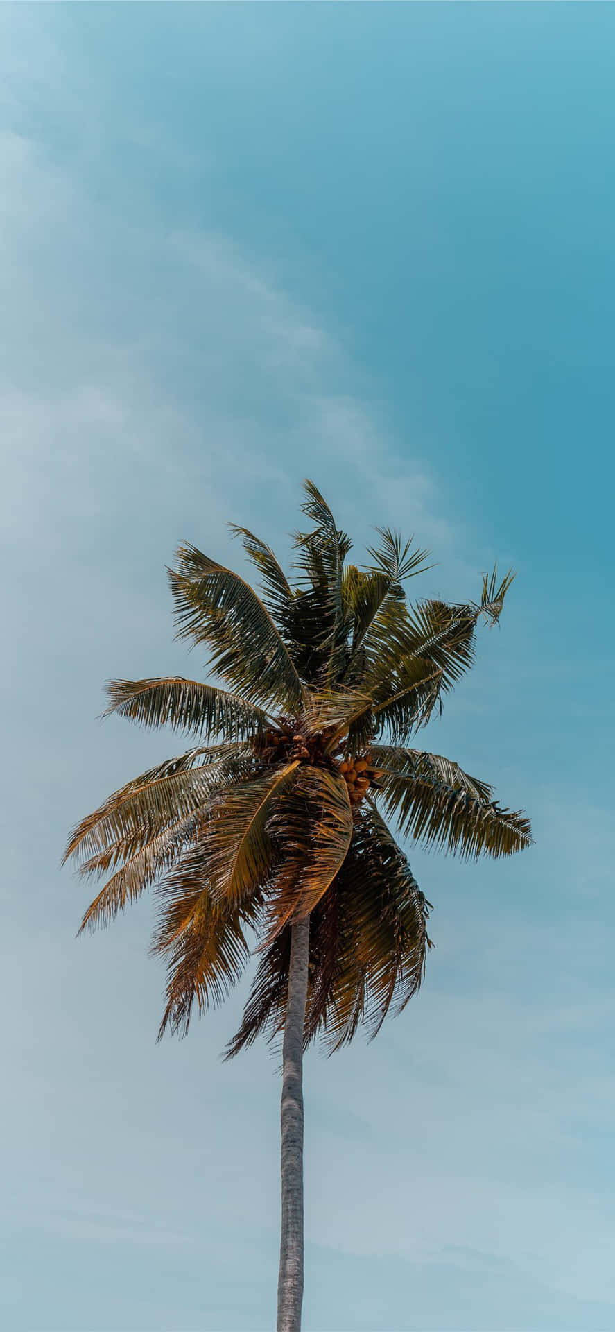 Tropical Coconut Palm Sky Wallpaper