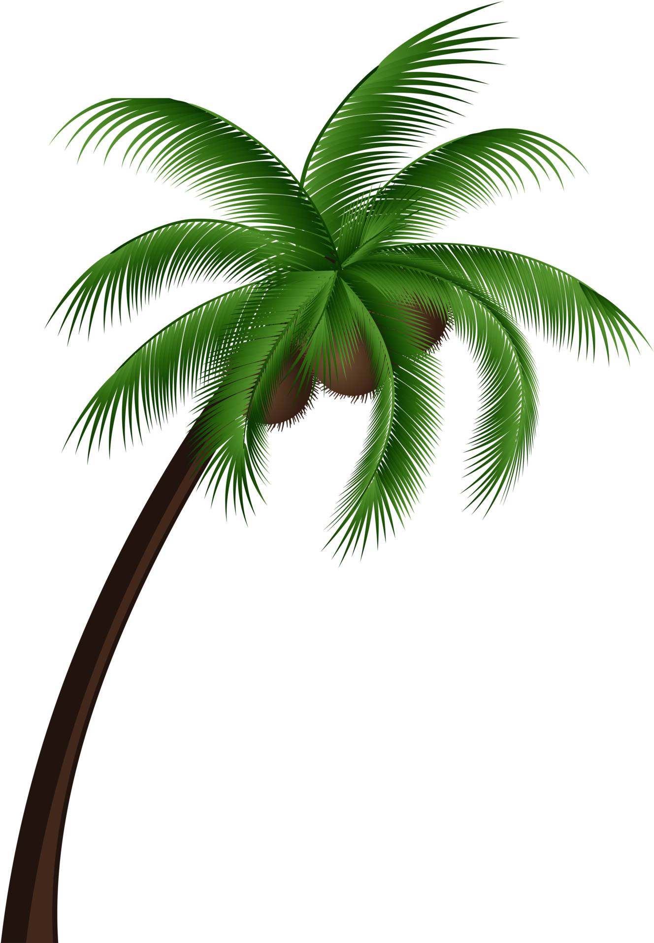 Tropical Coconut Palm Tree PNG