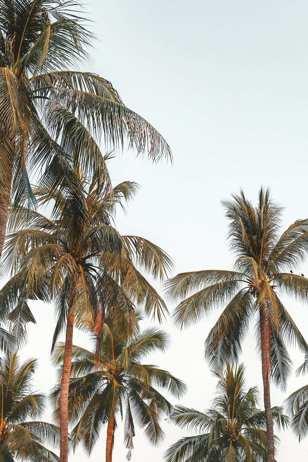 Tropical Coconut Palms Against Sky Wallpaper