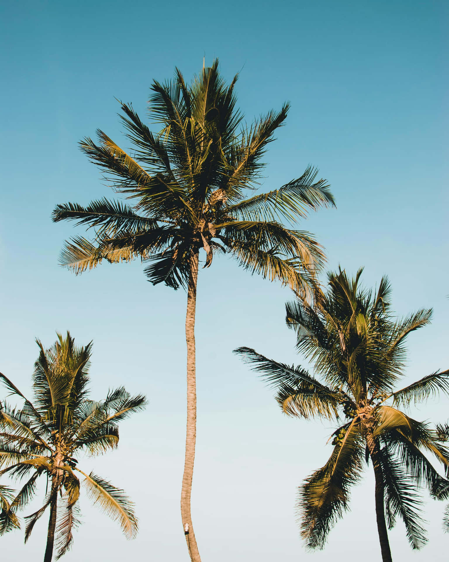 Tropical_ Coconut_ Palms_ Sky_ Backdrop.jpg Wallpaper