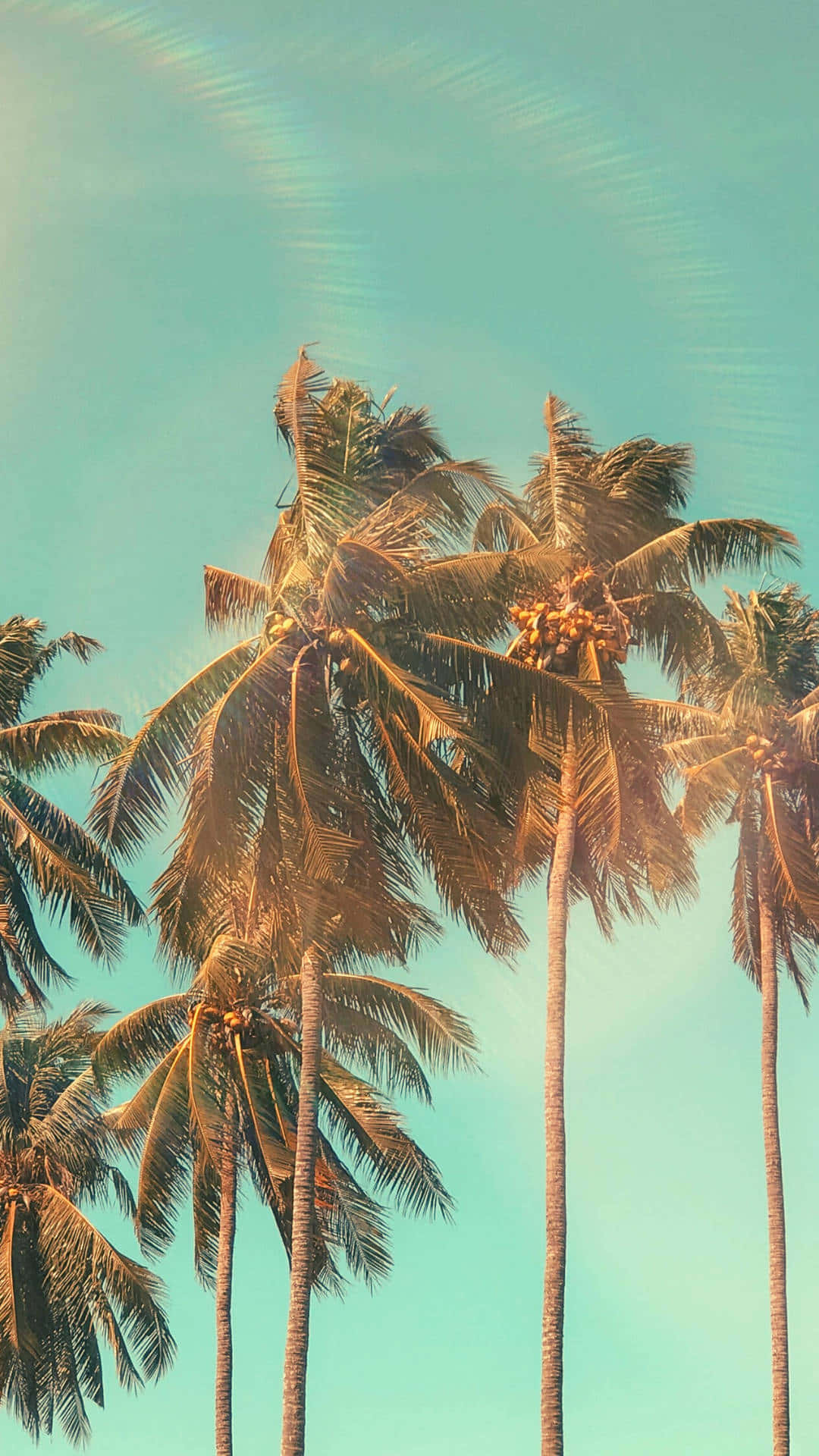 Tropical Coconut Palms Sky Wallpaper