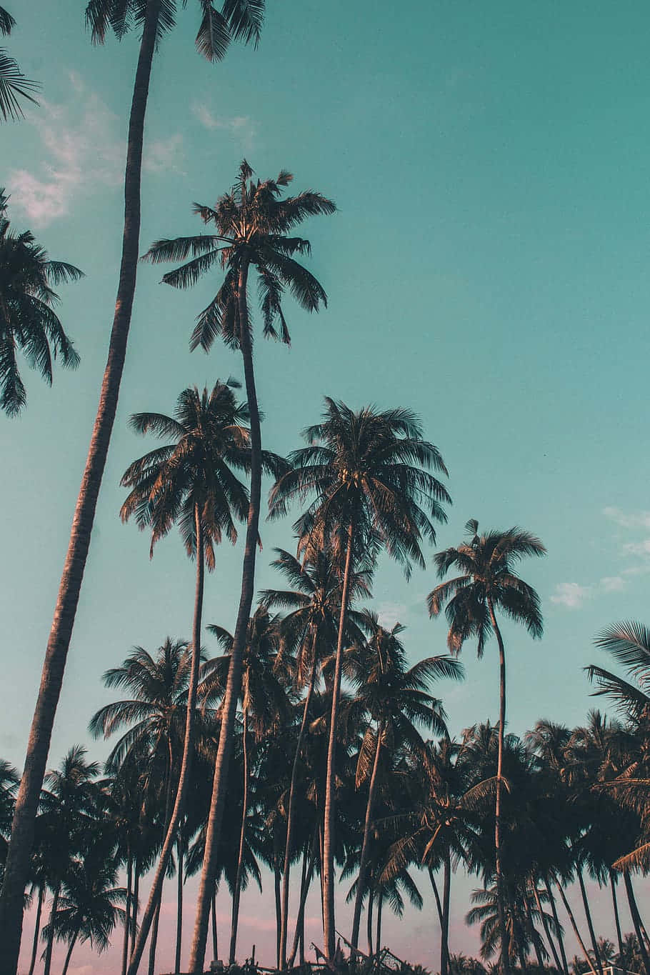 Tropical Coconut Palms Sunset Aesthetic.jpg Wallpaper