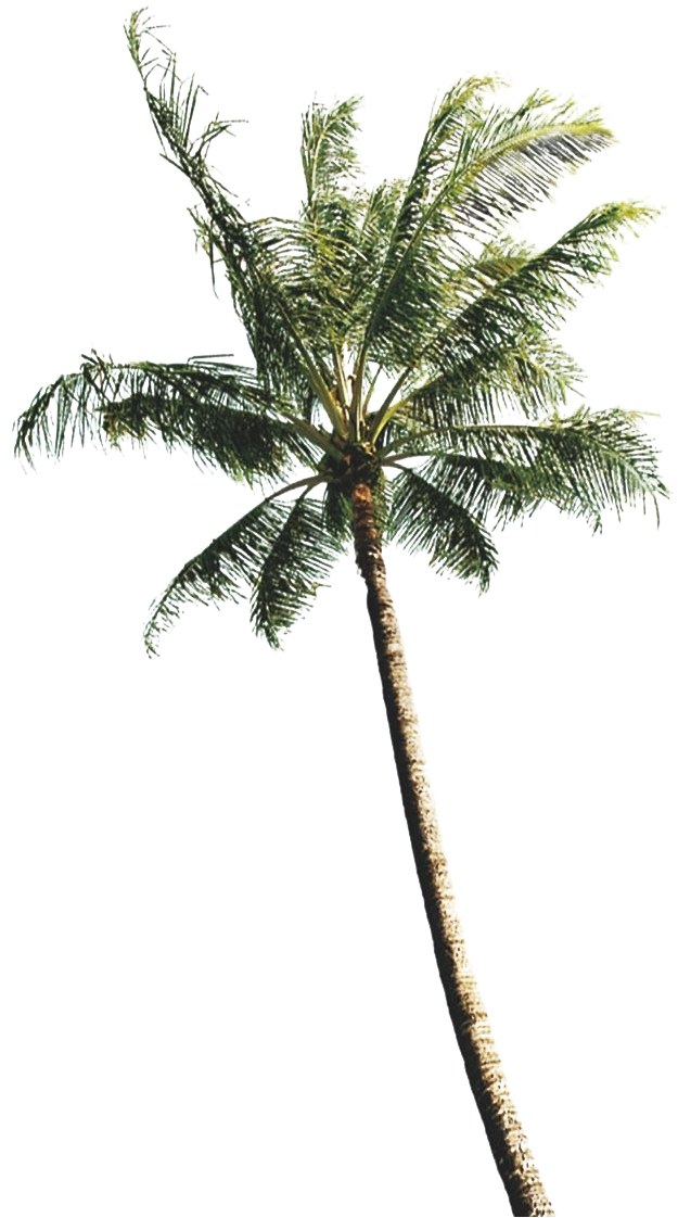 Tropical Coconut Tree Against Sky PNG