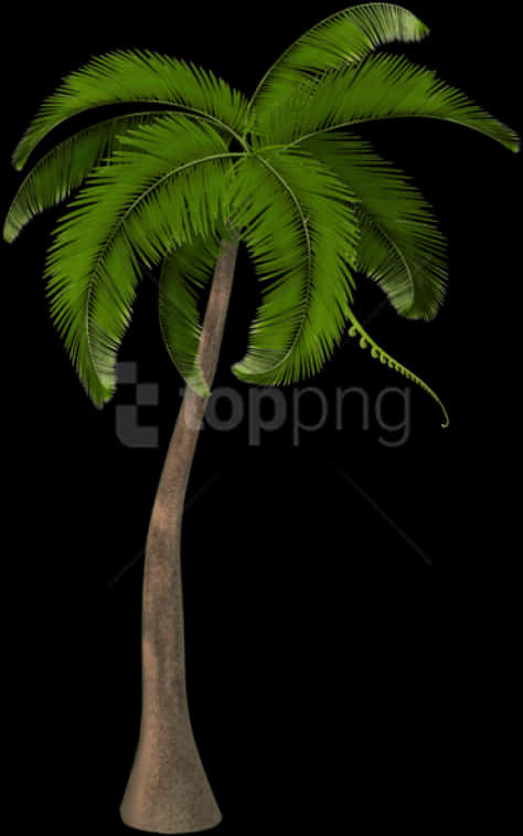 Tropical Coconut Tree Illustration PNG