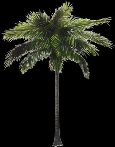 Tropical Coconut Tree Illustration PNG