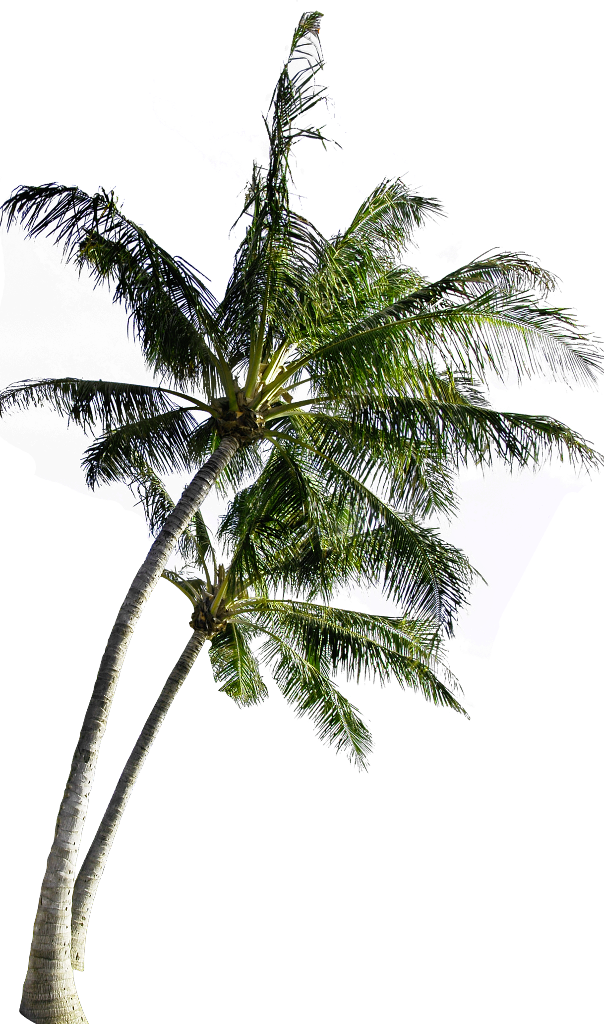 Tropical Coconut Tree Isolated PNG