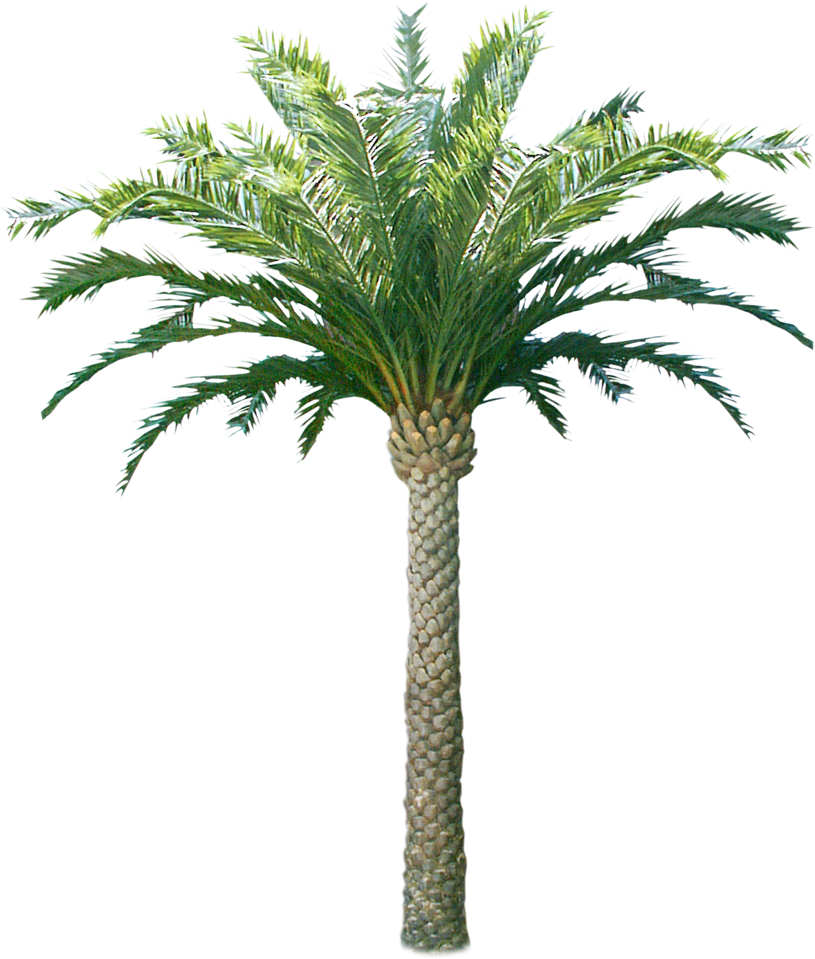 Tropical Coconut Tree Isolated PNG