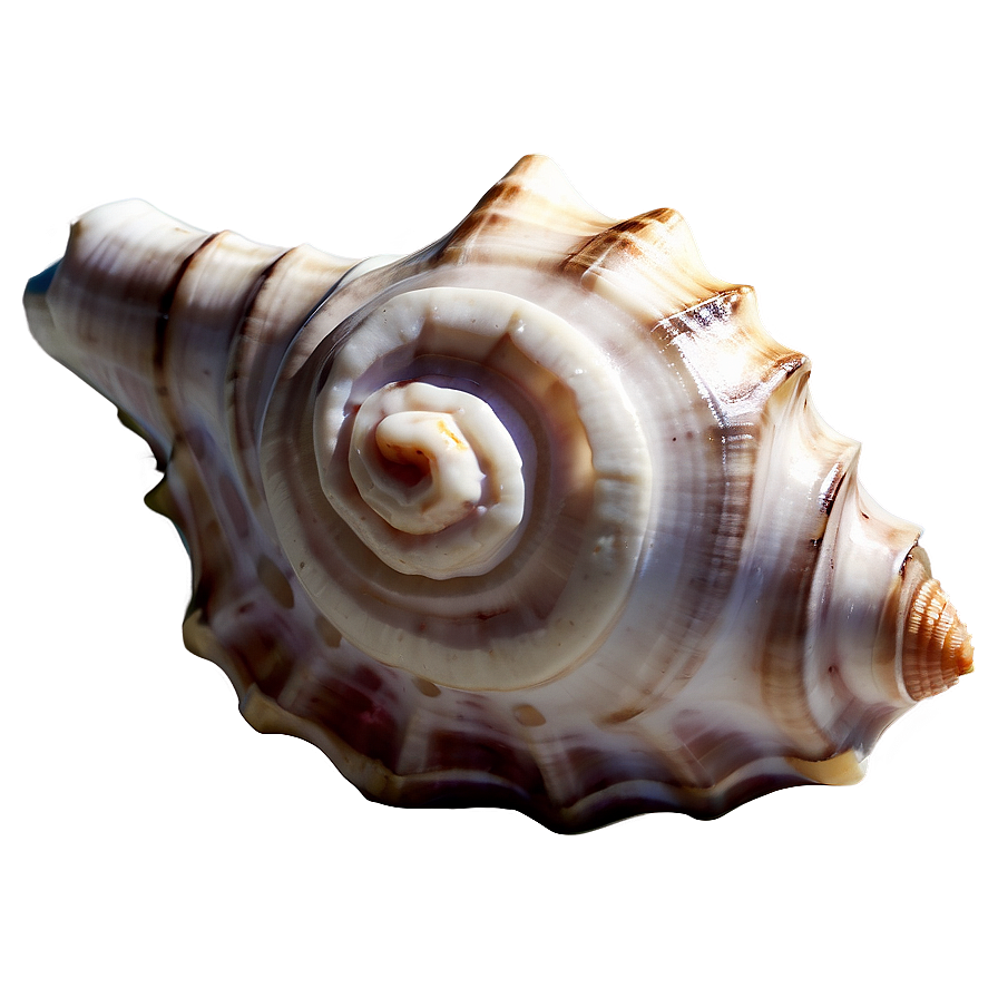 Tropical Conch Shell Png 06132024 PNG