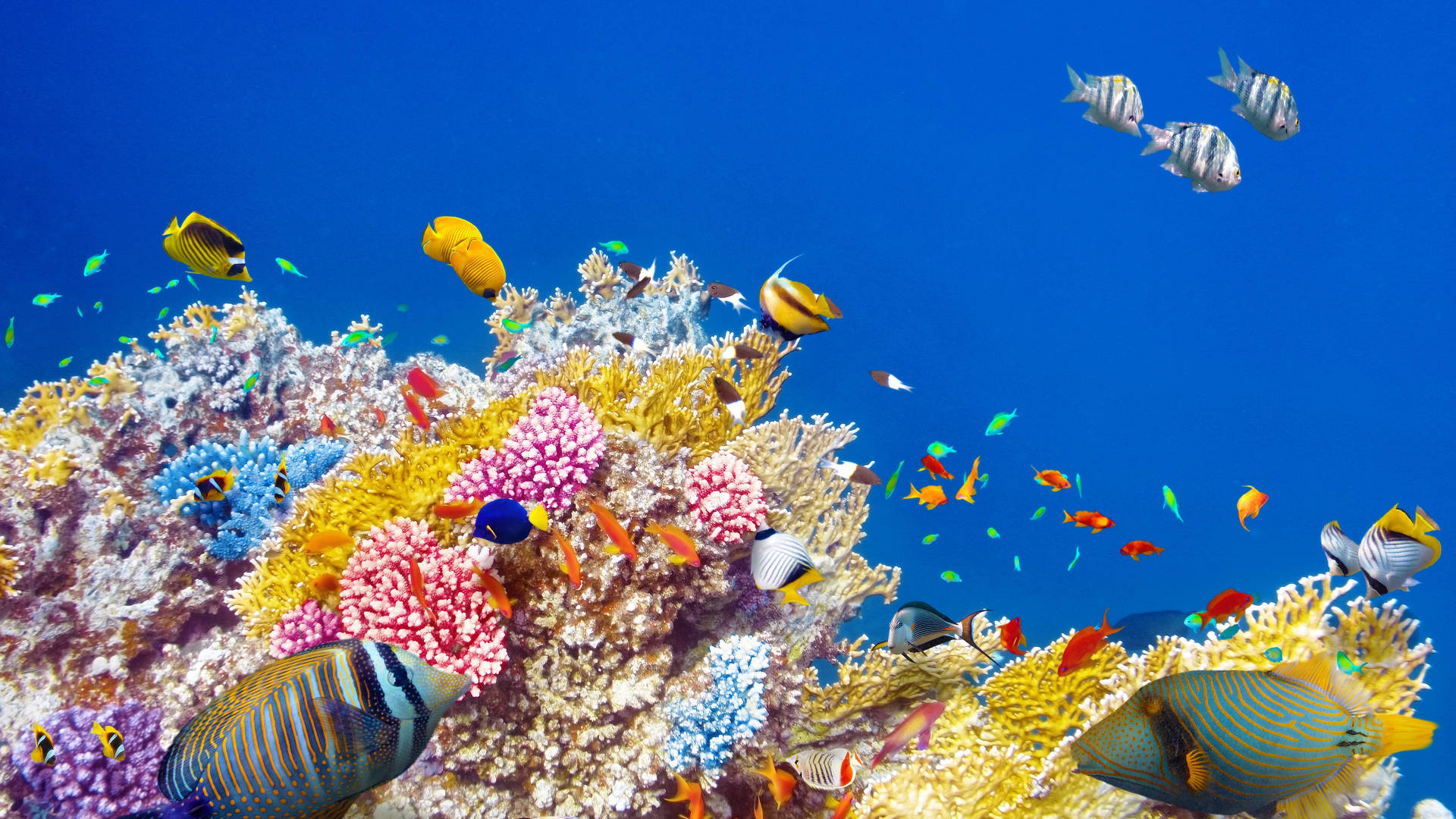 Tropical Fish Coral Wallpaper