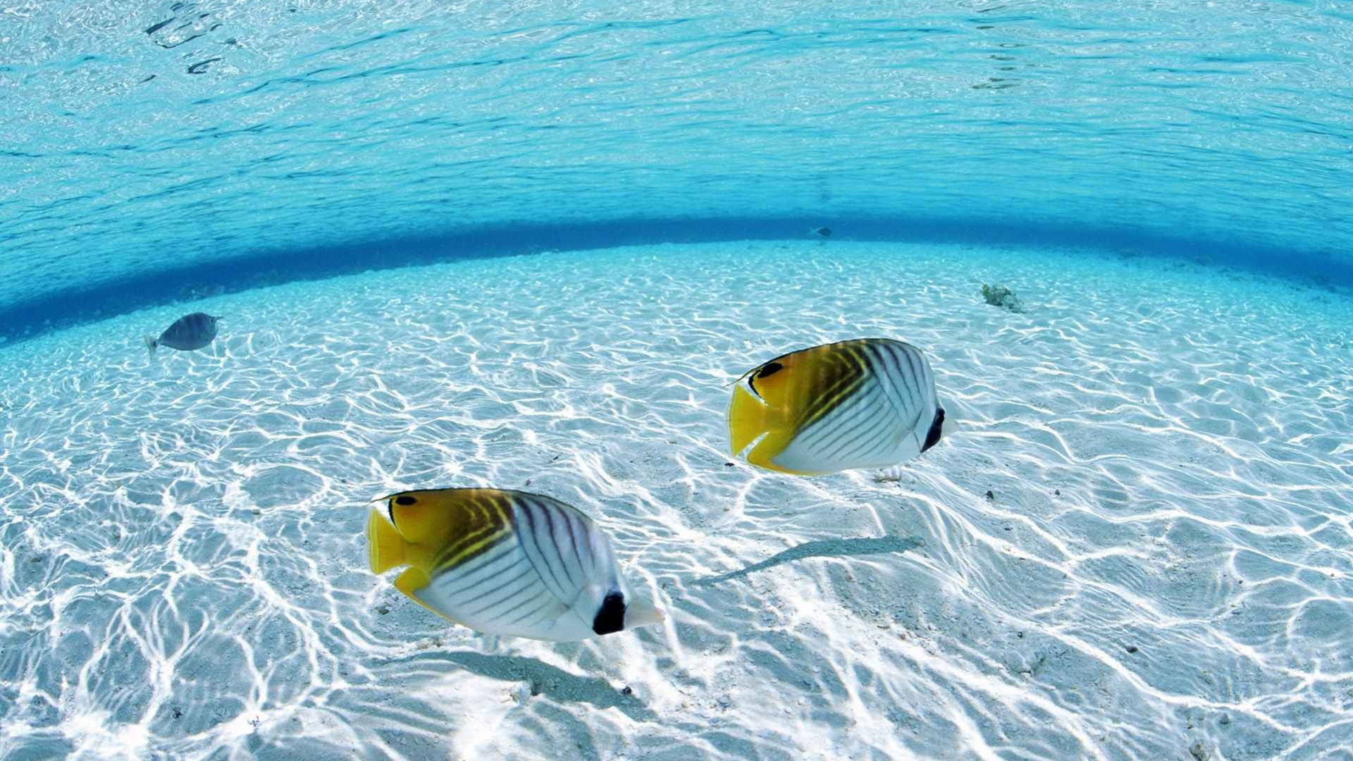 Tropical Fish Couple Wallpaper