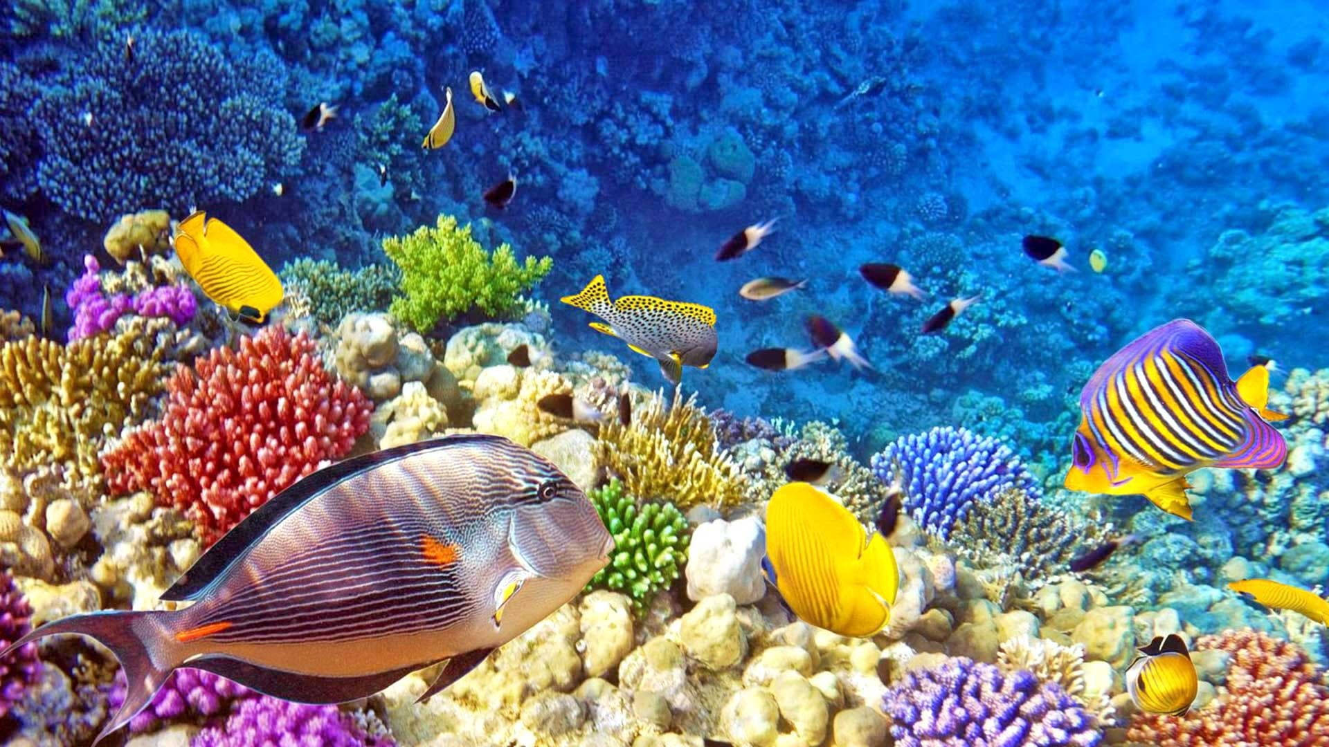 Tropical Fish Deep Water Wallpaper