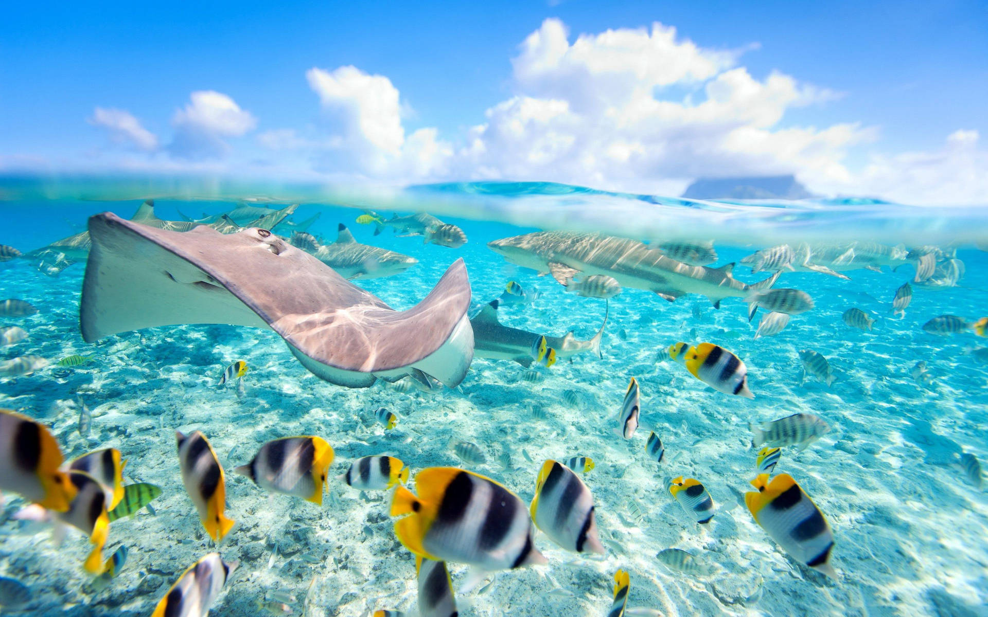 A colorful tropical fish swimming in a picturesque turquoise ocean. Wallpaper