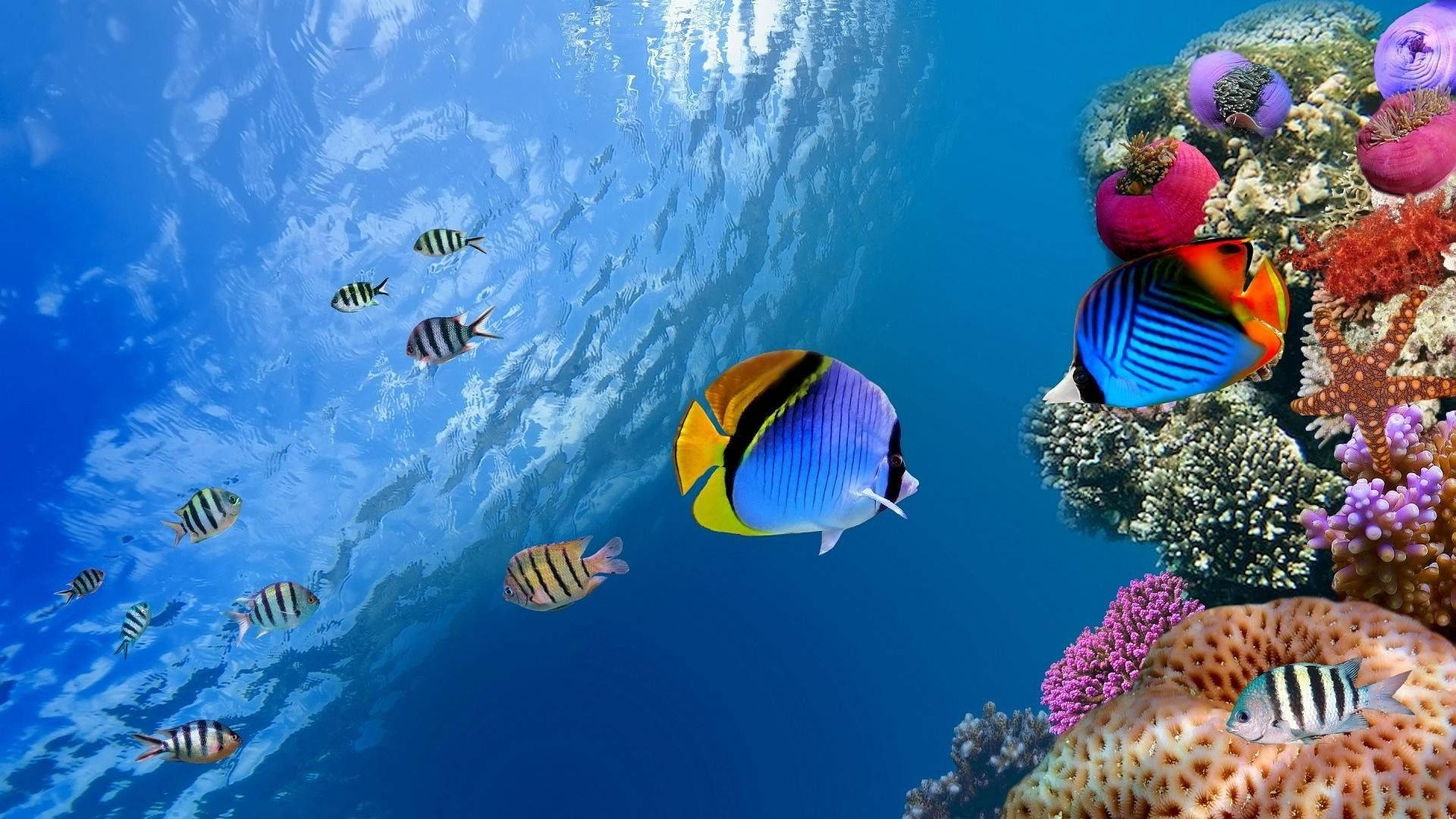 Tropical Fish In The Sea Wallpaper