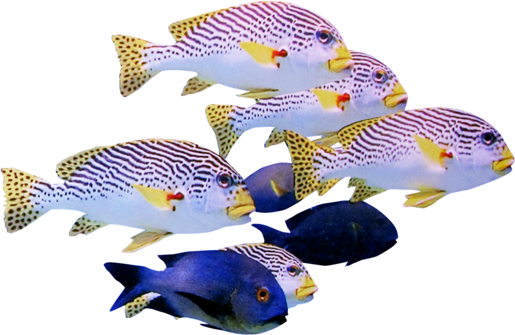 Tropical Fish Schooling Together PNG