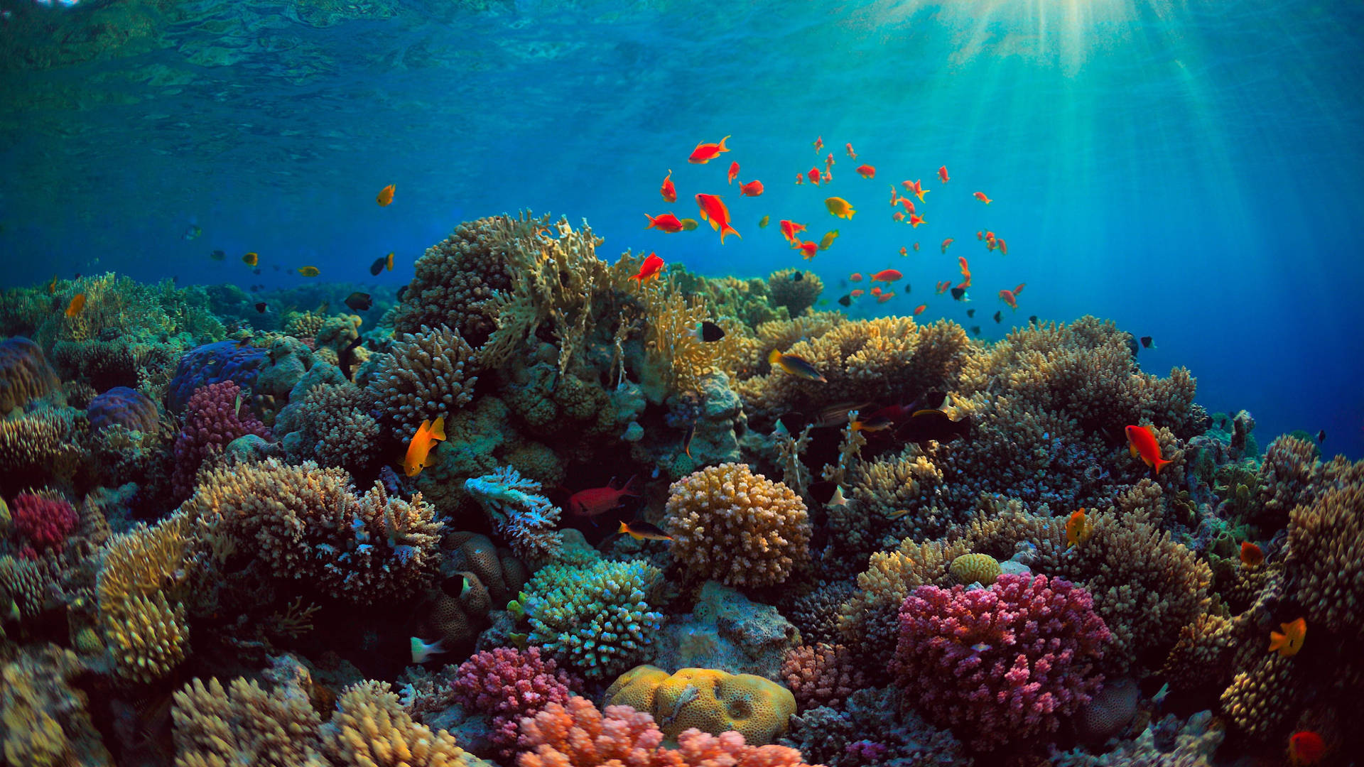 Tropischefische Sonnenlicht Wallpaper