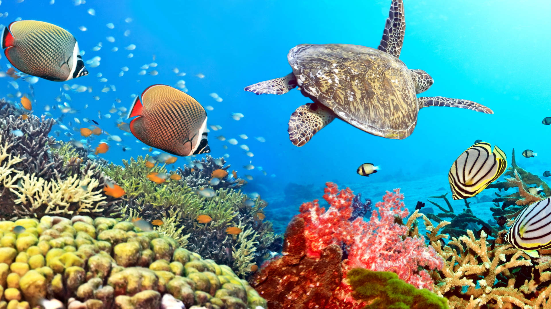 Tropical Fish Turtle Wallpaper