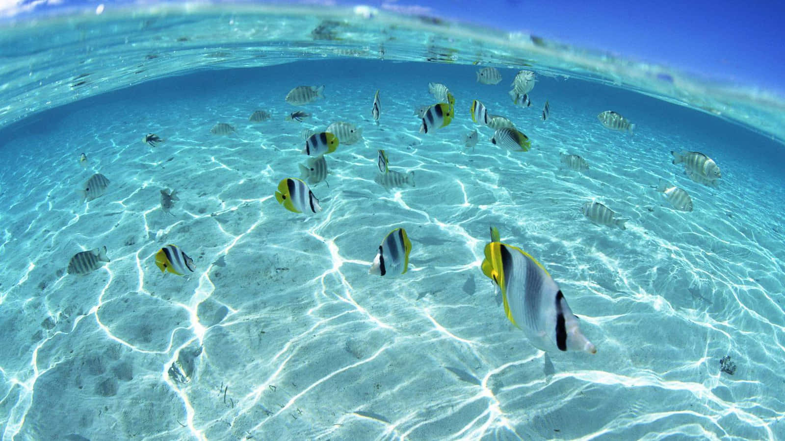 Tropical_ Fish_ Underwater_ Paradise.jpg Wallpaper