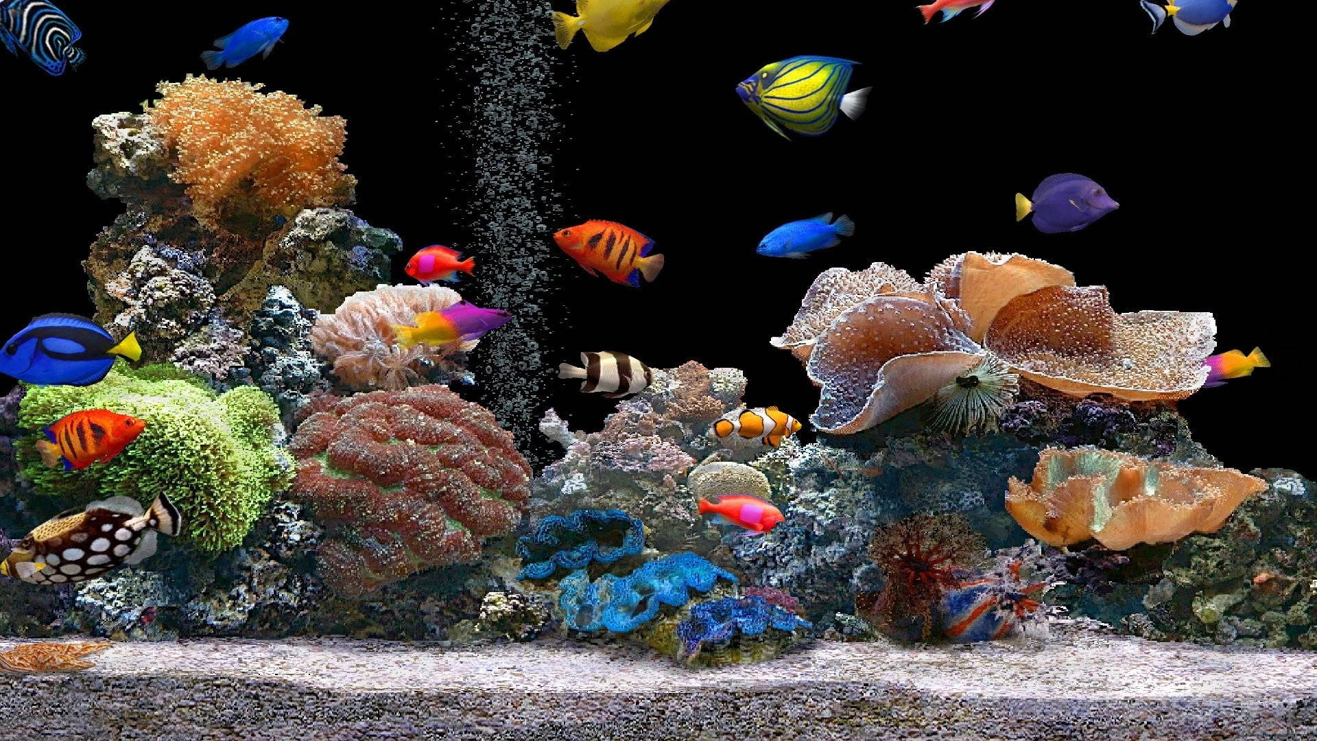 Vibrant Spectrum of Tropical Fish Wallpaper