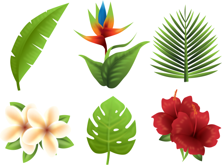 Tropical Flora Collection PNG
