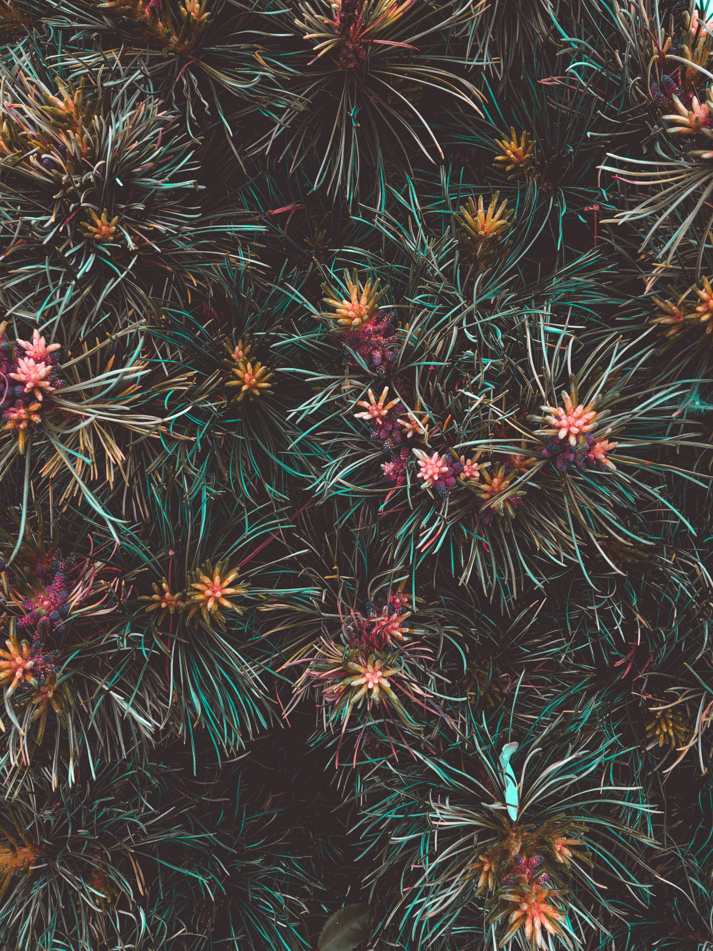 Tropical Flourish: A Vibrant Display of Exotic Blooms Wallpaper