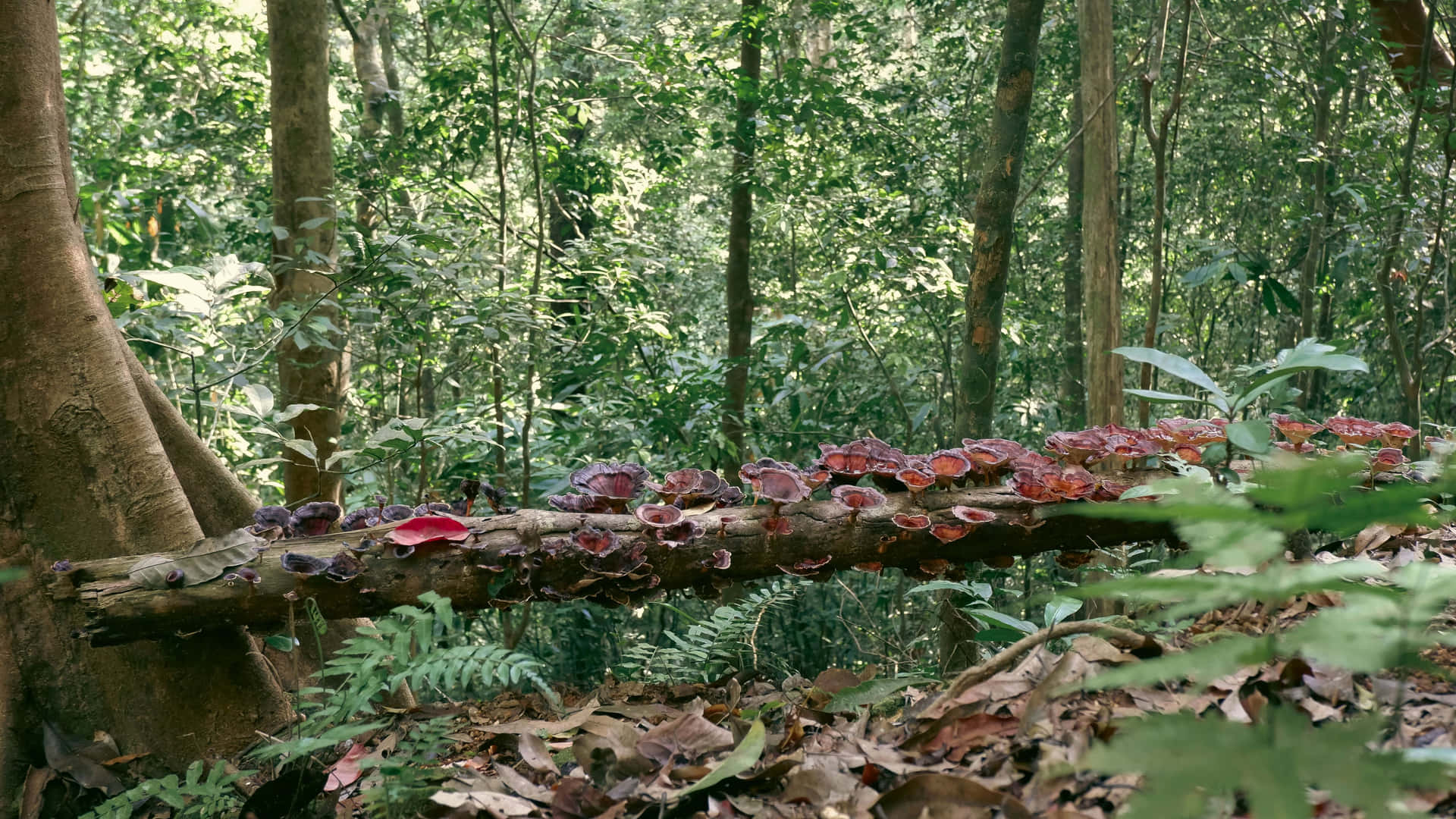 Tropisch Bos Paddenstoelen Log Achtergrond