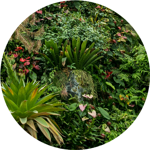 Tropical Garden Diversity.jpg PNG