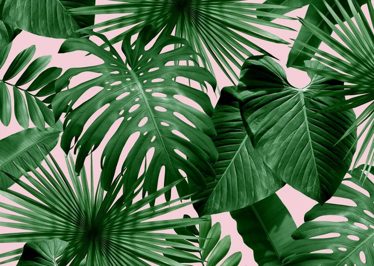 A fresh tropical leaf takes on a beautiful pink hue Wallpaper