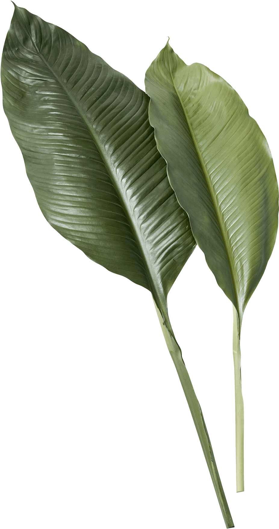 Tropical Green Leaves Texture PNG